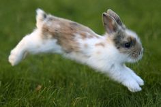 a small rabbit is running in the grass with it's front legs spread out