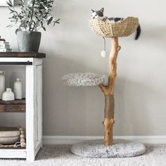 a cat tree in the corner of a room with white walls and carpeting on it