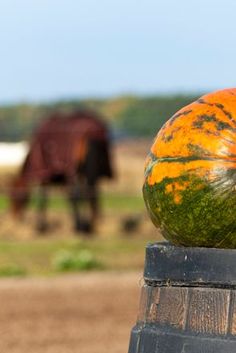 an orange and green pumpkin sitting on top of a wooden barrel in front of a horse