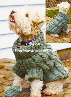 a white dog wearing a green sweater and boots