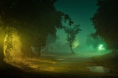 foggy night with trees and puddles in the foreground, green light shining through