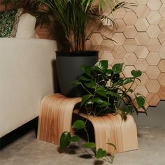 a plant sitting on top of a wooden stool