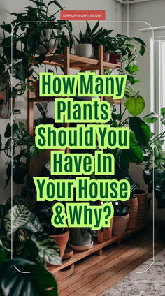 "House plants, indoor gardening, plant care, plant placement, plant 
varieties, plant aesthetics, plant health, plant benefits, plant decor, 
plant arrangement." In House Plants Living Rooms, Plants In The Window Ideas, Indoor Houseplants Decor, Plant Wall Shelves Indoor, Indoor Plant Jungle Ideas, Plants To Have In Your Home, Houses With Plants Inside, Decorate Home With Plants, How To Decorate House With Plants