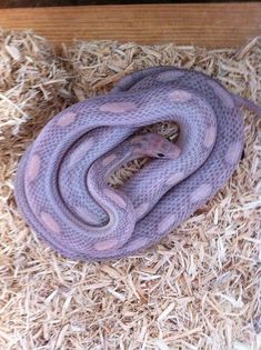 a purple snake curled up on top of some straw in a wooden box filled with hay