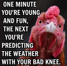 a close up of a chicken with a quote on it's face and the caption reads, one minute you're young and fun, the next you're