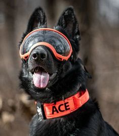 a black dog with an orange goggles on his head and tongue hanging out to the side