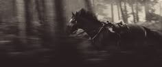 black and white photograph of a horse running through the woods