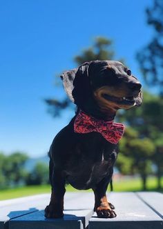 a black and brown dog wearing a red bow tie sitting on top of a bench