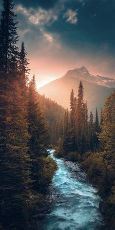 a river running through a forest filled with tall pine trees under a mountain covered in clouds