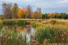 a pond surrounded by tall grass and trees with fall colors on the trees in the background