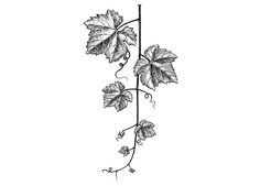 a drawing of a vine with leaves on it