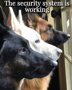 two dogs looking out the window at each other with caption that reads, the security system is working