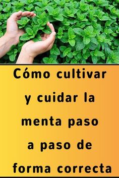 two hands reaching for green leaves in the middle of a field with spanish words above it