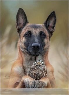 a dog holding an owl in its mouth and looking at the camera with it's eyes open