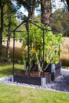 an outdoor garden with various plants growing in it