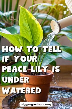 a potted plant with water coming out of it and the words how to tell if your peace lily is under watered