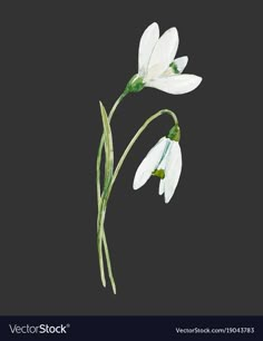 two white flowers with green stems against a black background