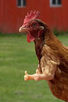 a close up of a chicken with a red building in the background