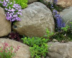 purple flowers are growing between large rocks