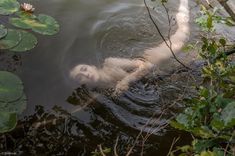 a white dog swimming in the water with lily pads on it's back legs