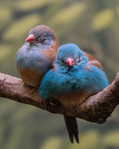 Rare Birds, Birds And Butterflies, Blue Birds, Wow Art, All Birds, Bird Pictures, Exotic Birds, Pretty Birds