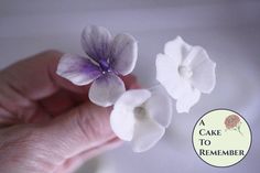 two small white and purple flowers are being held by someone's hand in front of the camera