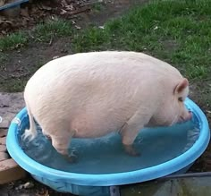 a pig standing on top of a blue swimming pool