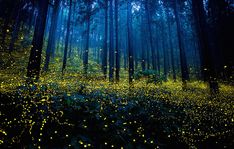 the fireflies are glowing in the forest