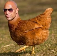 a bald man wearing sunglasses standing in the grass with a chicken on it's head