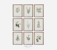 six framed botanical prints in various sizes and colors, each with different flowers on them