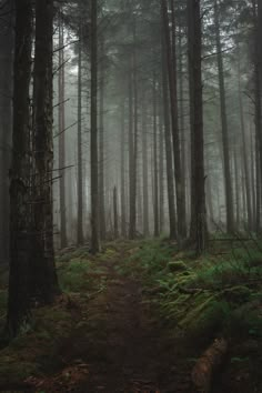 a path in the middle of a forest on a foggy day