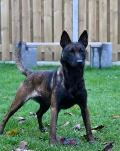 a black and brown dog standing on top of a lush green field next to a wooden fence