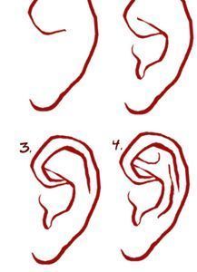 four different types of ear shapes and their corresponding parts are shown in red ink on a white background