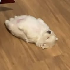 a small white dog laying on top of a wooden floor