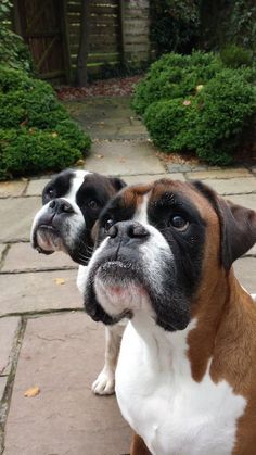 two brown and white dogs sitting next to each other on a stone walkway in front of bushes