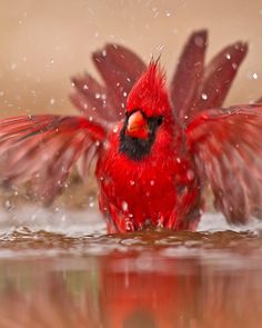 a red bird flapping its wings in the water with it's wings spread