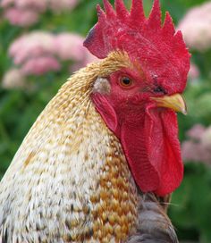 a close up of a rooster in front of some pink and white flowers on a sunny day