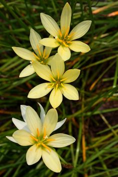 three yellow and white flowers in the grass