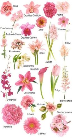 pink flowers and their names are shown in this poster, which includes different types of flowers