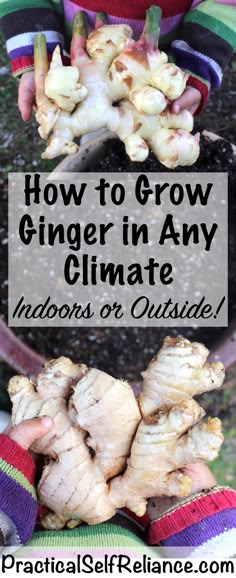 how to grow ginger in any climate indoors or outside