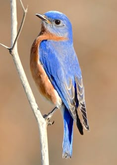 a blue bird sitting on top of a tree branch