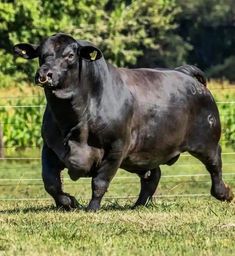 a large black cow standing on top of a lush green field next to a fence