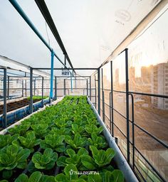 the inside of a greenhouse filled with plants