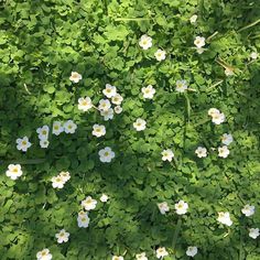 some white and yellow flowers are in the green grass with leaves on it's sides