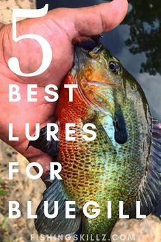 a person holding a fish in their hand with the text 5 best lures for blue gill