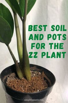 a potted plant with the words best soil and pots for the z2 plant