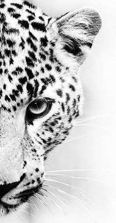 a black and white photo of a cheetah's face canvas print wall art