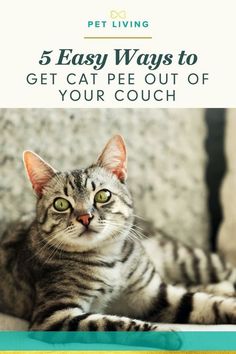 a cat sitting on top of a couch with the title 5 easy ways to get cat pee out of your couch