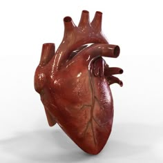 an image of a human heart model on a white background with clippings to the left side