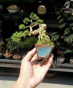 a person holding up a small potted plant in front of other plants and trees